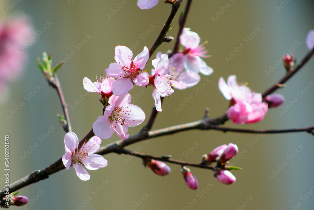 Peach flower blooming in the garden, closeup natural photo. Abstract background for calendar or design. Peach flower blooming in the garden, closeup natural photo. Abstract background for calendar or design.