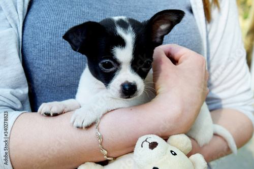 a small white and black dog in the hands of its patron