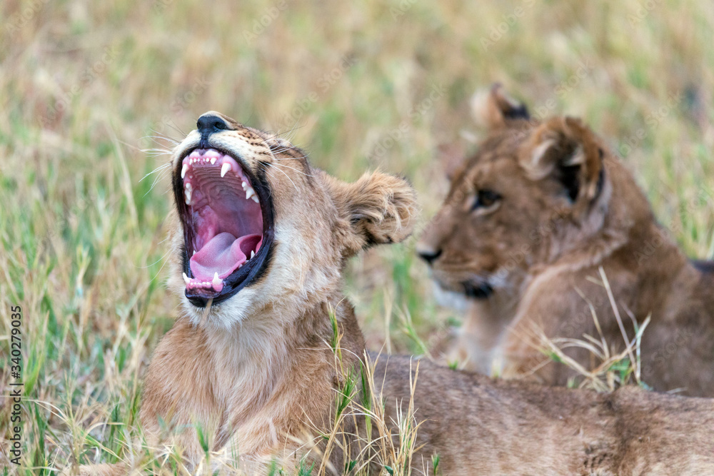 Leones y leonas en un safari por Africa, melena del rey de la selva Stock  Photo | Adobe Stock