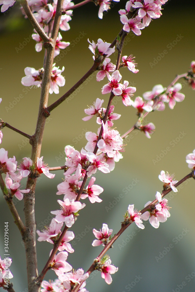 Peach flower blooming in the garden, closeup natural photo. Abstract background for calendar or design. Peach flower blooming in the garden, closeup natural photo. Abstract background for calendar or design.