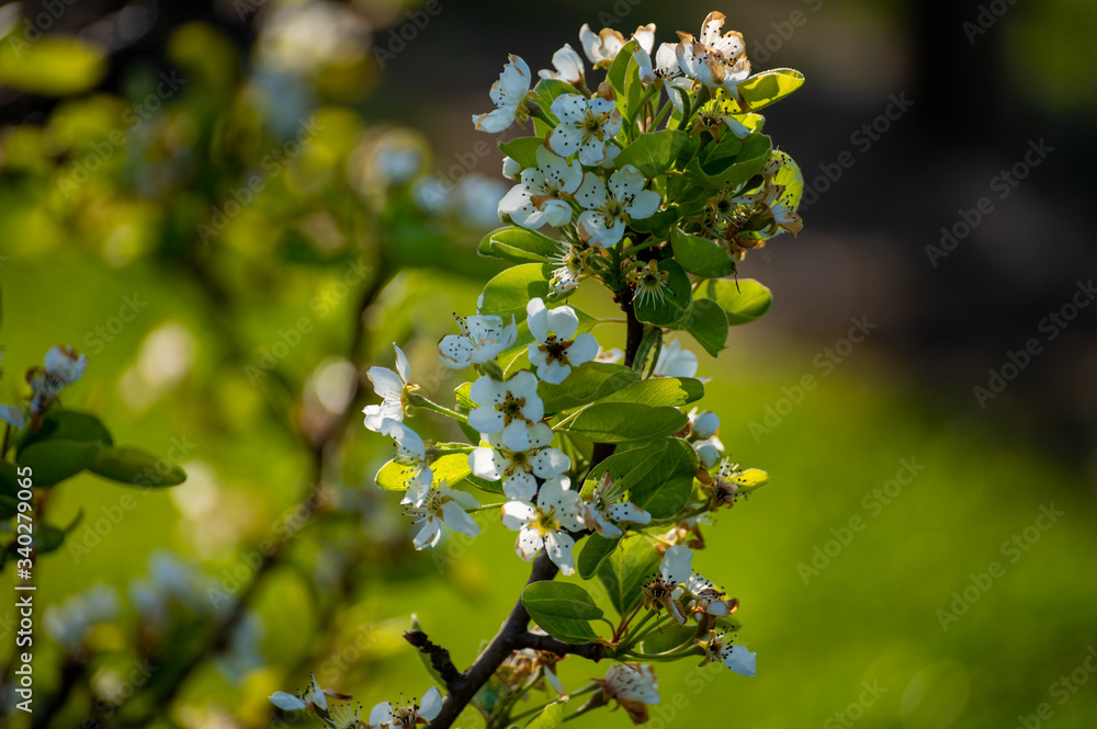 Spring white blossom of plum or pear trees in orchard, close up Spring white blossom of plum or pear trees in orchard, close up