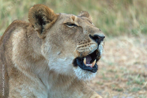 Leones y leonas en un safari por Africa, melena del rey de la selva