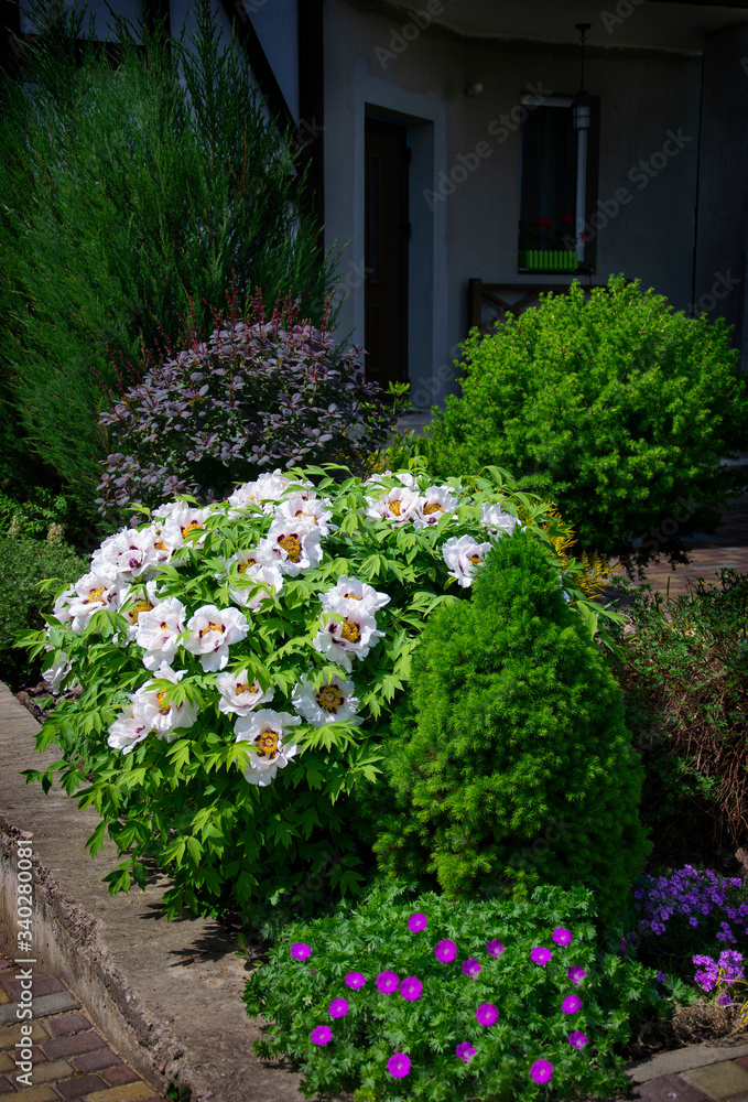 White tree peony in garden White tree peony in garden
