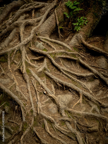Root
