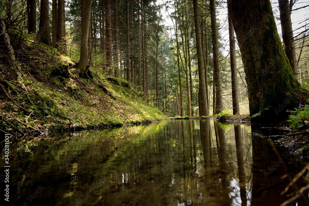 Obraz premium Forest