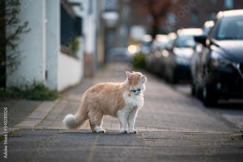 curious maine coon cat standing on sidewalk of public street lokking up wearing gps tracker