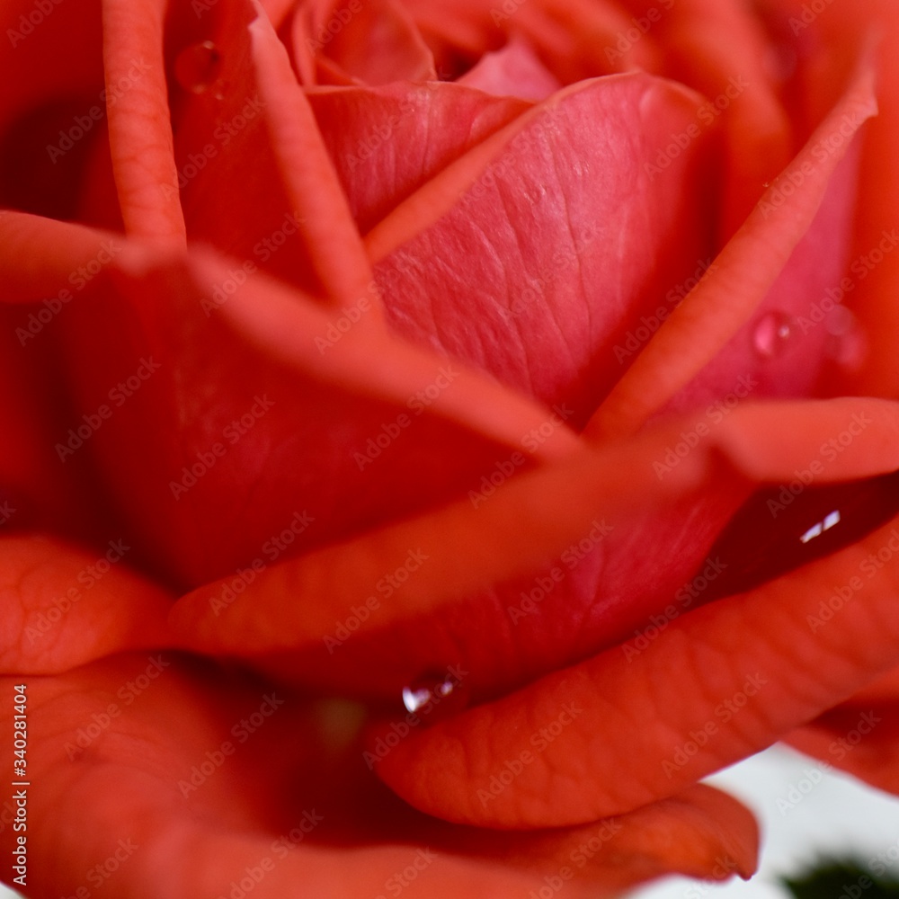close up of red rose petals close up of red rose petals