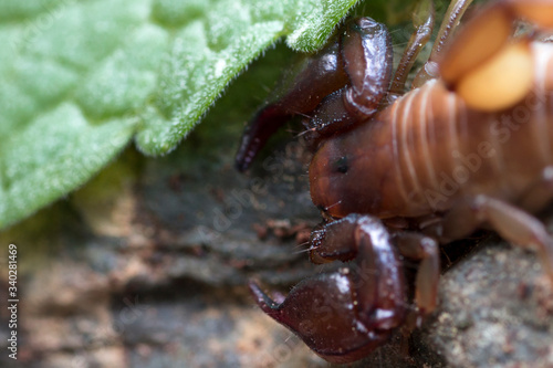 Aggressive Scorpion macro photo circulating in the forest