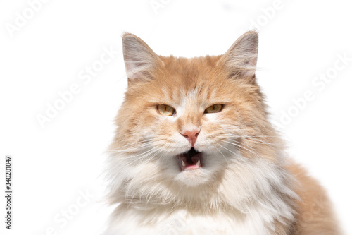 funny portrait of a cream colored beige white maine coon cat with open mouth meowing looking at camera in sunlight on white background