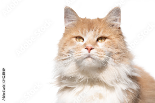 portrait of a cream colored beige white maine coon cat in front of white background