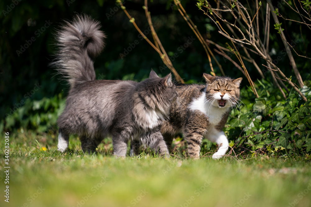 Obraz premium two different breed cats walking side by side looking at each other meowing