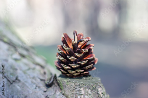 beautiful pine forest with big cones for herbs and medicines