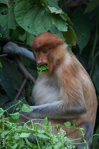 Orangutanes peludos de Africa