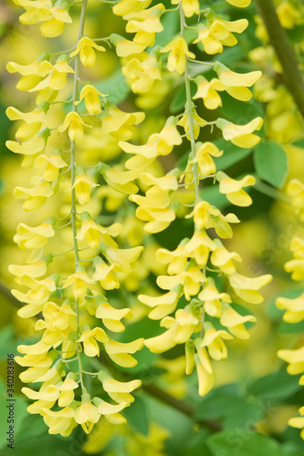 Fleurs Aubour photo