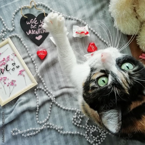 Valentine's day cat