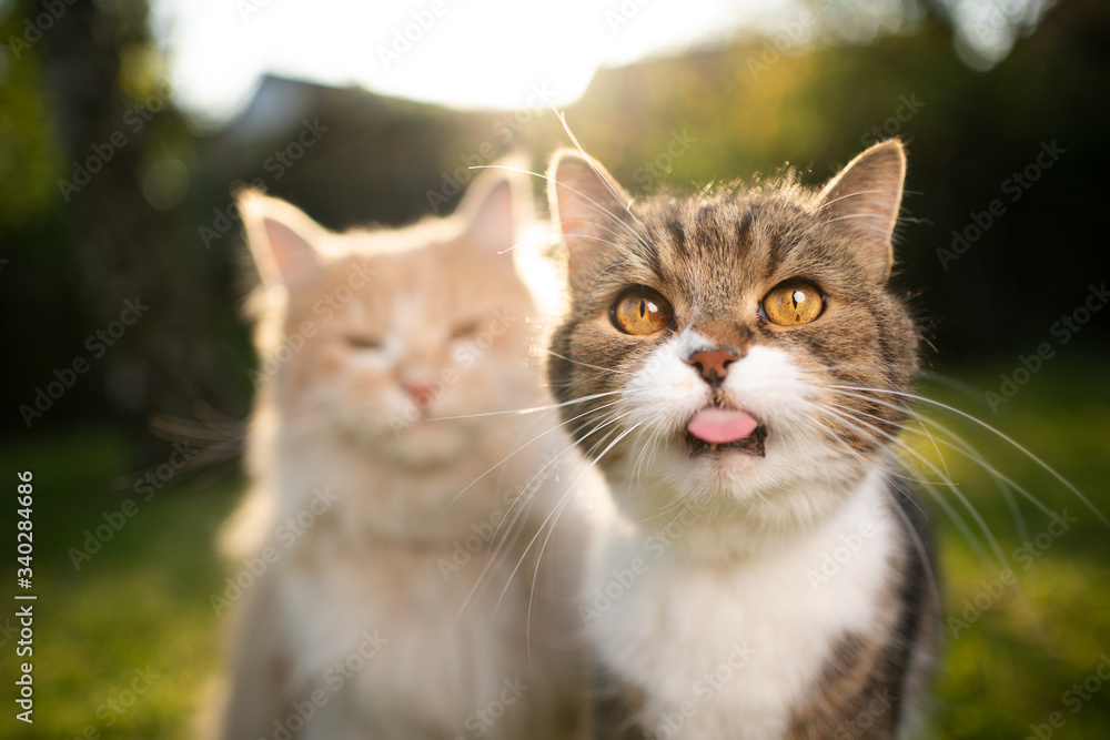 funny portrait of two different breed cats side by side looking at camera sticking out tongue