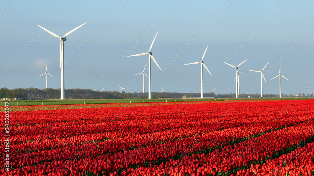 A colorful bed of red Dutch tulips. In the bachground Windmills for the production of sustainable energy.
Landscape with tulips in the Noordoostpolder, Netherlands, Europe.