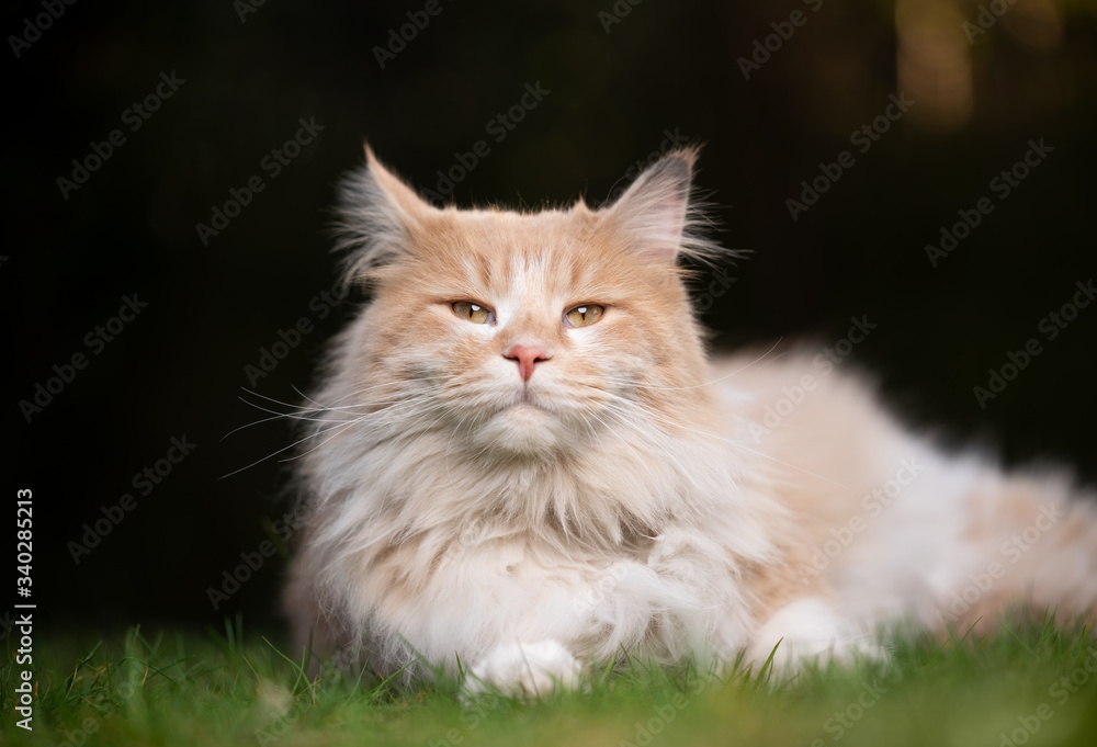 cream colored beige white maine coon cat resting on grass looking at camera