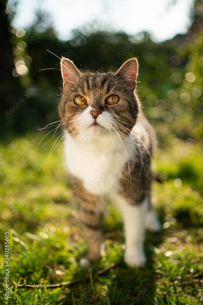tabby white british shorthair cat standing outdoors in nature looking up at camera in sunlight tabby white british shorthair cat standing outdoors in nature looking up at camera in sunlight