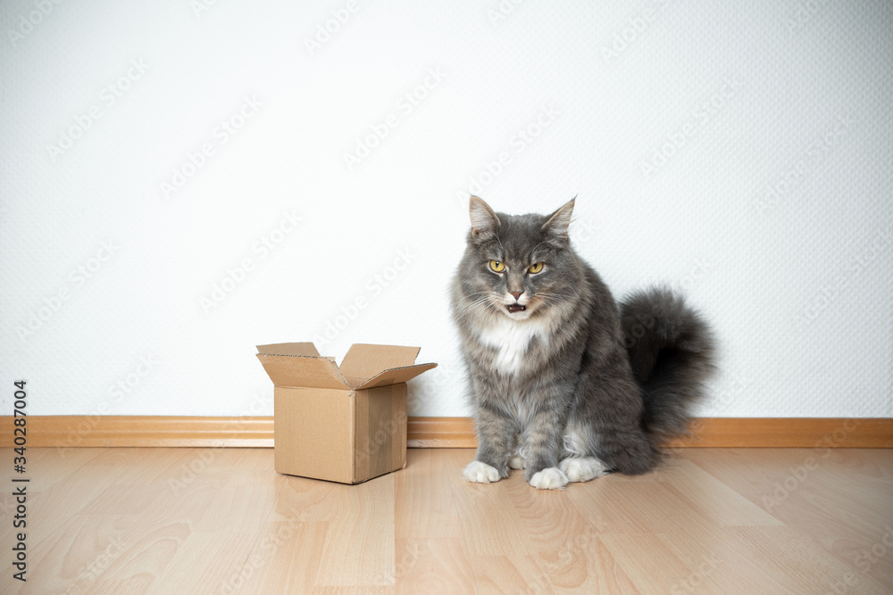 cranky Blue tabby white maine coon cat sitting next to small cardboard box looking at camera with copy space cranky Blue tabby white maine coon cat sitting next to small cardboard box looking at camera with copy space