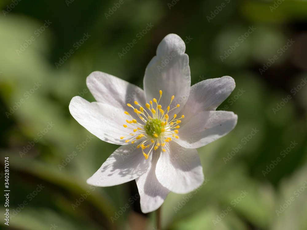 white anemone close up white anemone close up