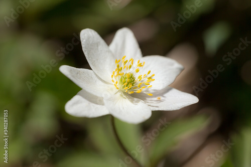 white anemone in spring