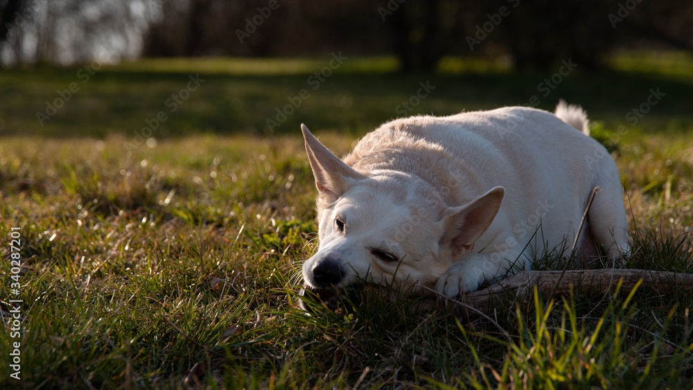Biało beżowy pies bawiący się patykiem w tle zachodu słońca.