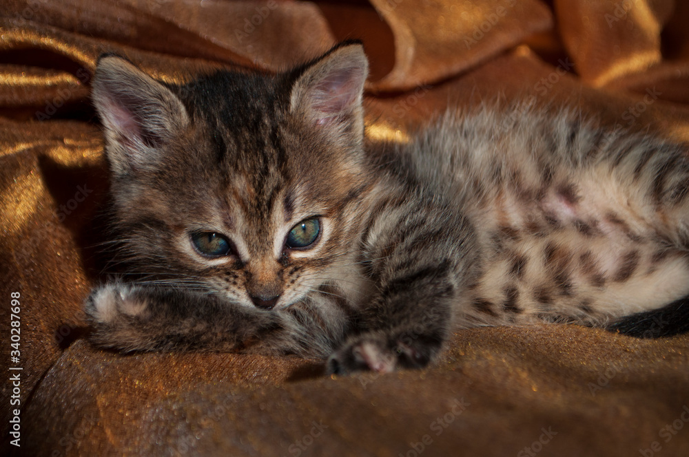 Fototapeta premium Beautiful tricolor kitten with blue eyes is sweetly laying on the gold bedcover and looking forward. Pet in the home