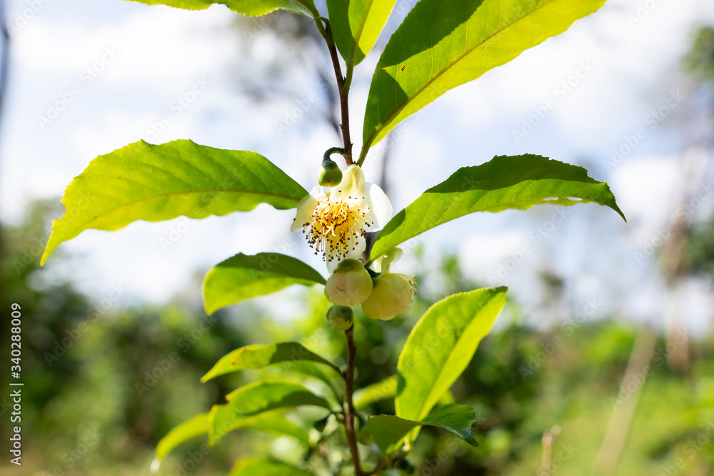 Fototapeta premium Fresh ausam tea flowers and tea tree.