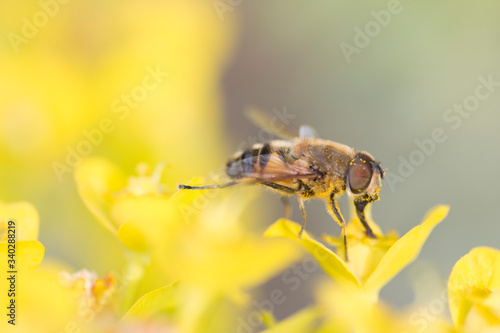 Pollen smeared bee on yellow flower