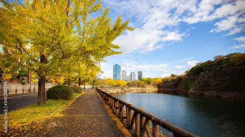 The walkway is between ginkgo trees and river in autumn season in Osaka, Japan.