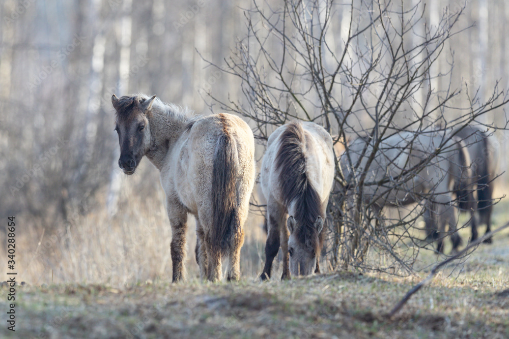 Beautiful gray wild horses graze in the forest Beautiful gray wild horses graze in the forest