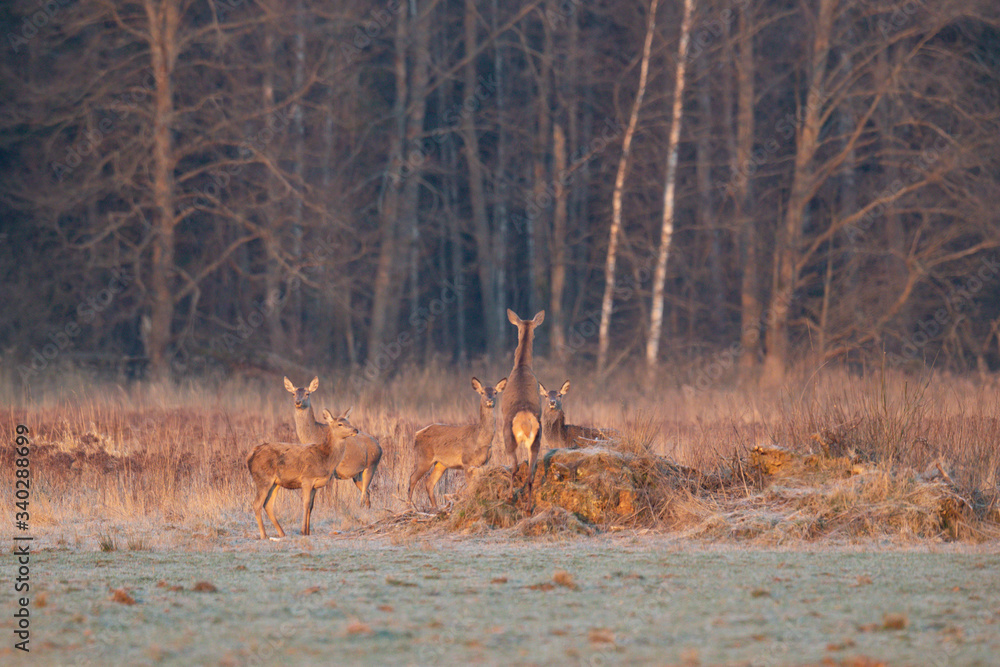 Wild ROE deer in a field in the forest at dawn Wild ROE deer in a field in the forest at dawn