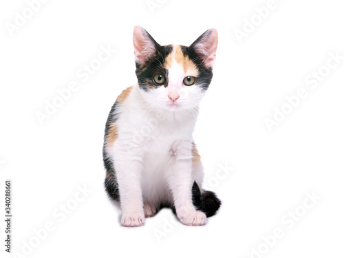 cat on white background