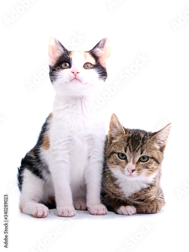 kittens on white background