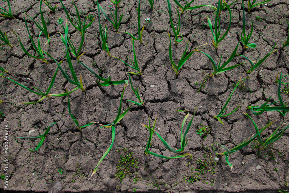 Dry earth is thirsty for rain. Cracks in the soil. Dry earth is thirsty for rain. Cracks in the soil.