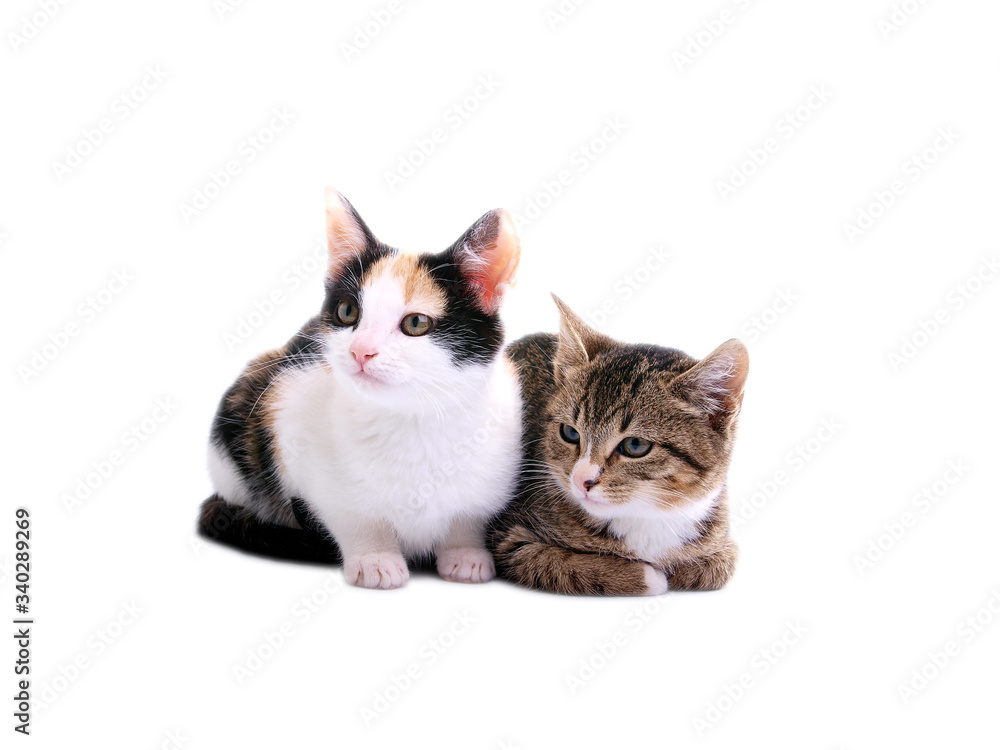 Obraz premium kittens on white background