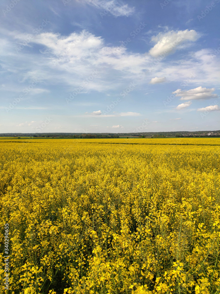 Obraz premium champs de colza
