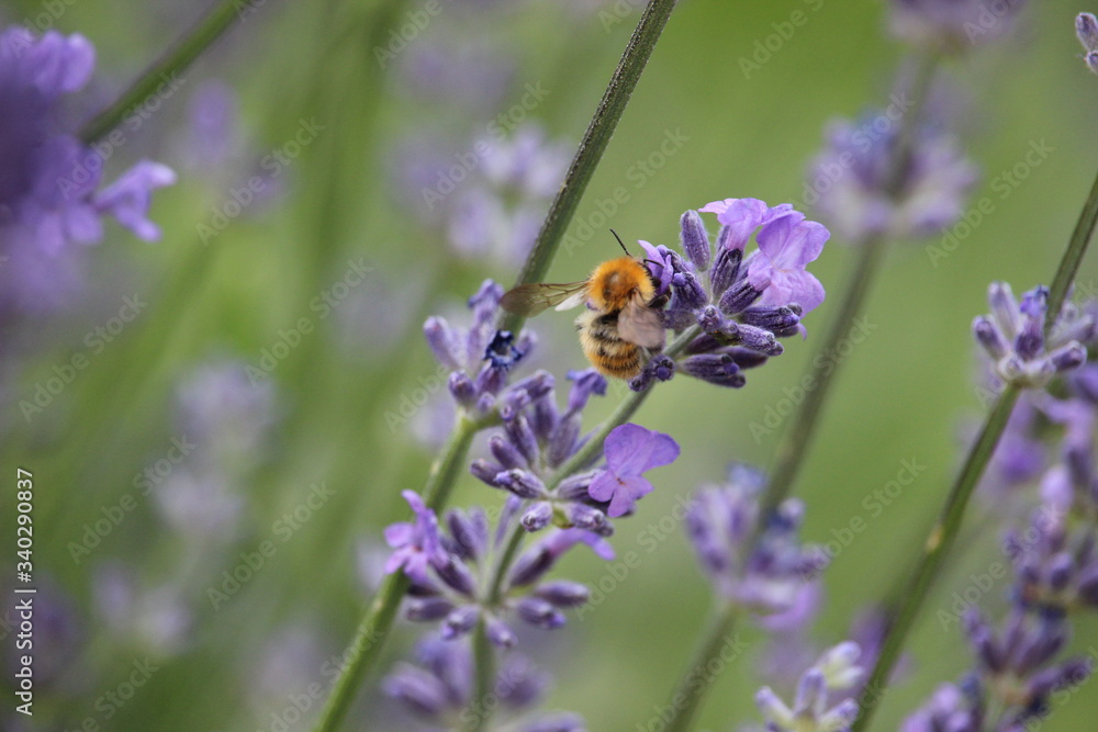 Bee on flower Bee on flower