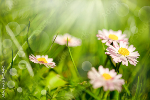 Daisy flowers in springtime - close up