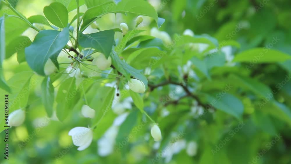 trees in the garden in spring trees in the garden in spring