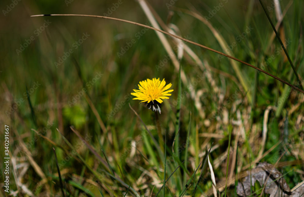 yellow dandelions in the grass yellow dandelions in the grass