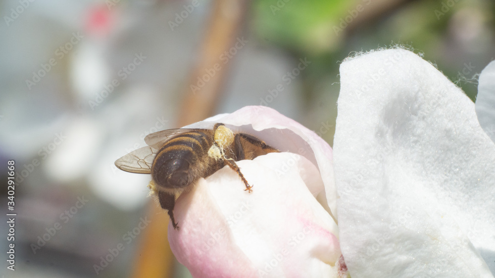 
A bee on a blossoming apple tree shot on a macro lens