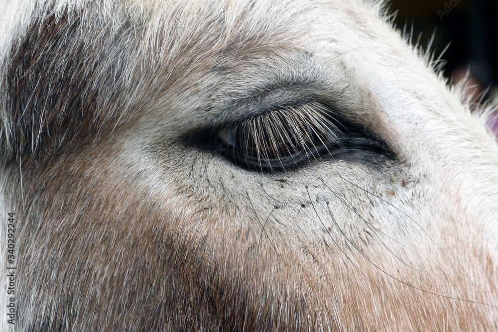 Fototapeta close up donkeys eye