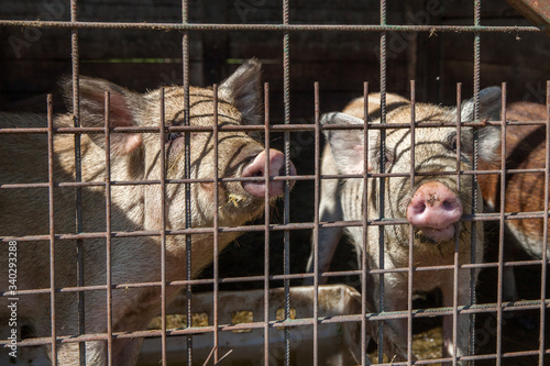 two pigs in a cage