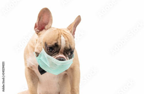 Fototapeta Naklejka Na Ścianę i Meble -  French bulldog wearing surgical face mask to prevent flu, pollution and covid19