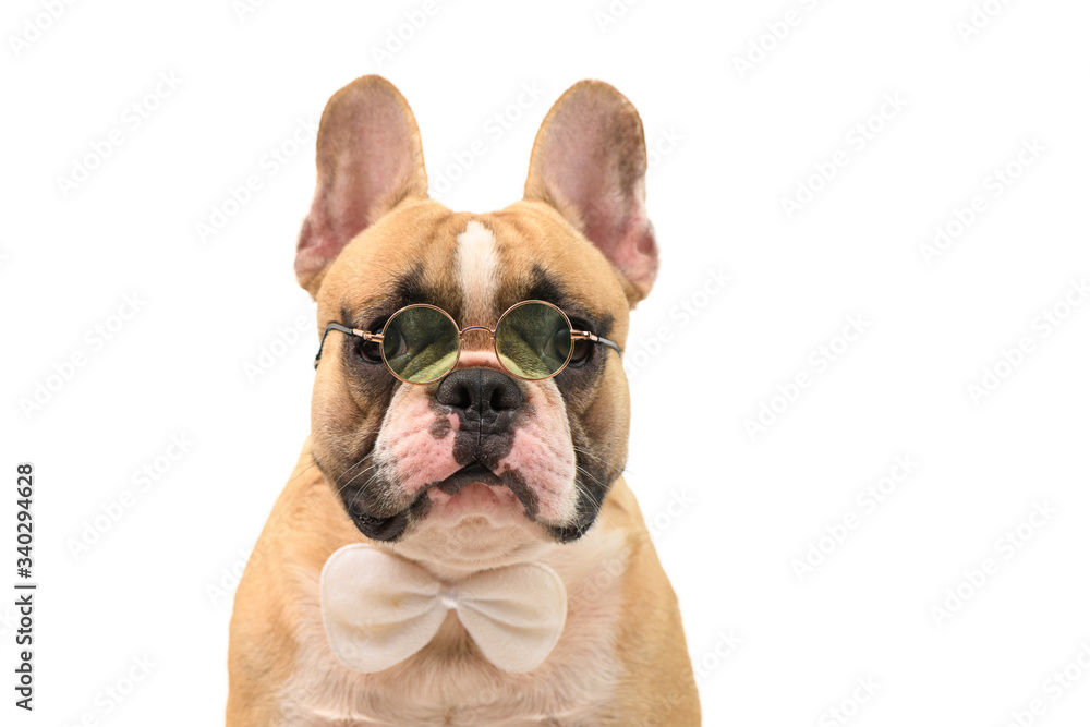 Portrait of cute brown french bulldog wear glasses isolated
