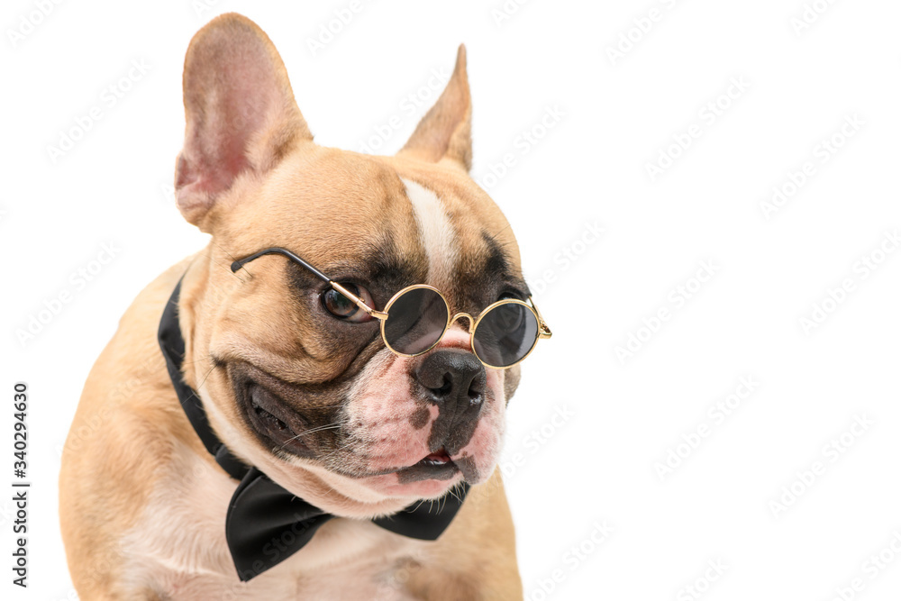 Cute brown french bulldog wear sunglasses and black bow tie isolated