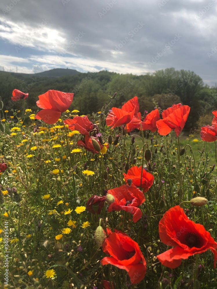 Obraz premium papaveri