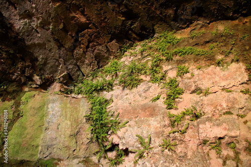 Moos und Farn wächst aus einer Felsenwand herraus photo